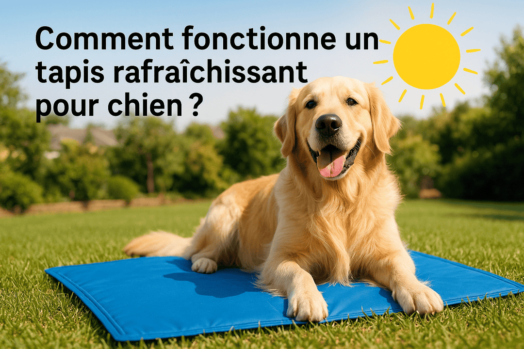 Comment fonctionne un tapis rafraichissant pour chien ?
