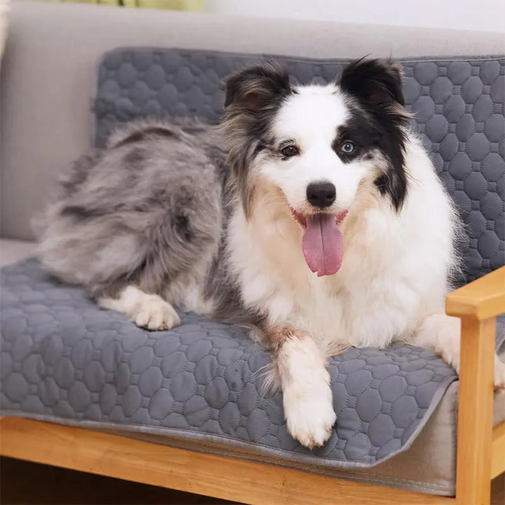 Tapis propreté pour chien