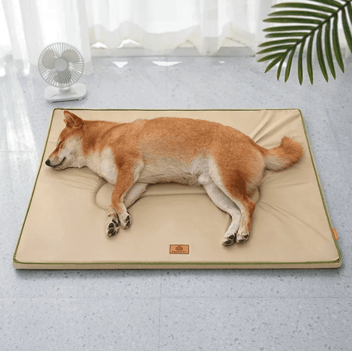Tapis pour chien anti escarre
