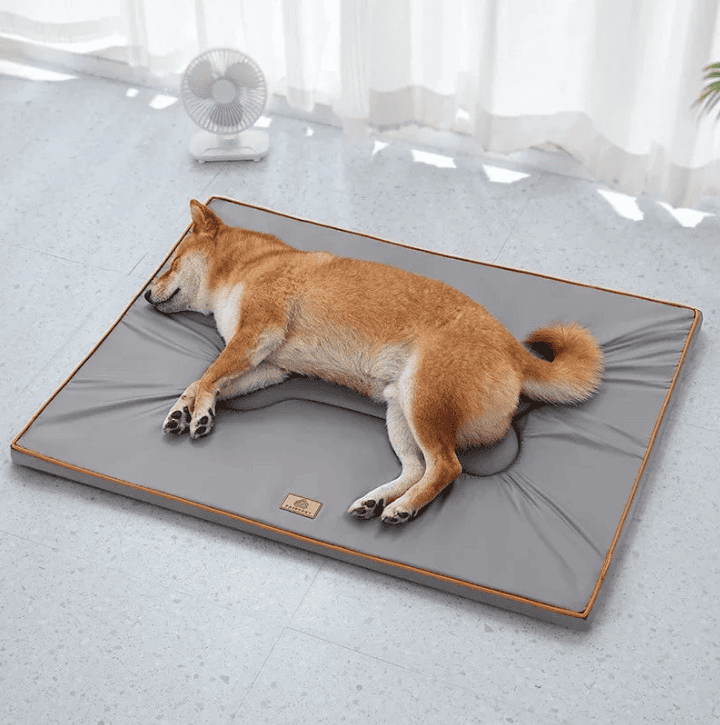 Tapis pour chien anti escarre
