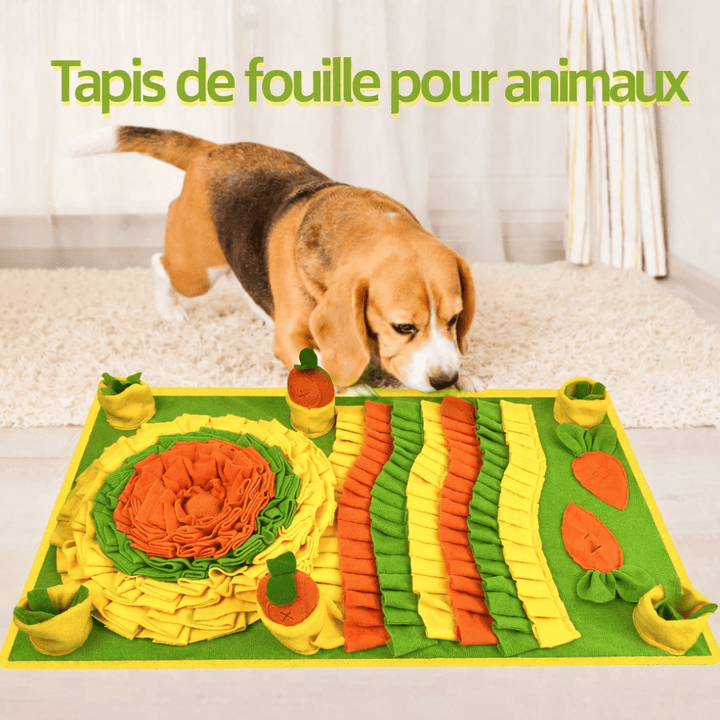 Chien qui renifle un tapis de fouille pour stimulation mentale et anti-ennui.
