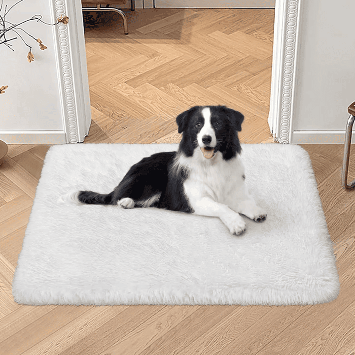 Tapis pour chien petit