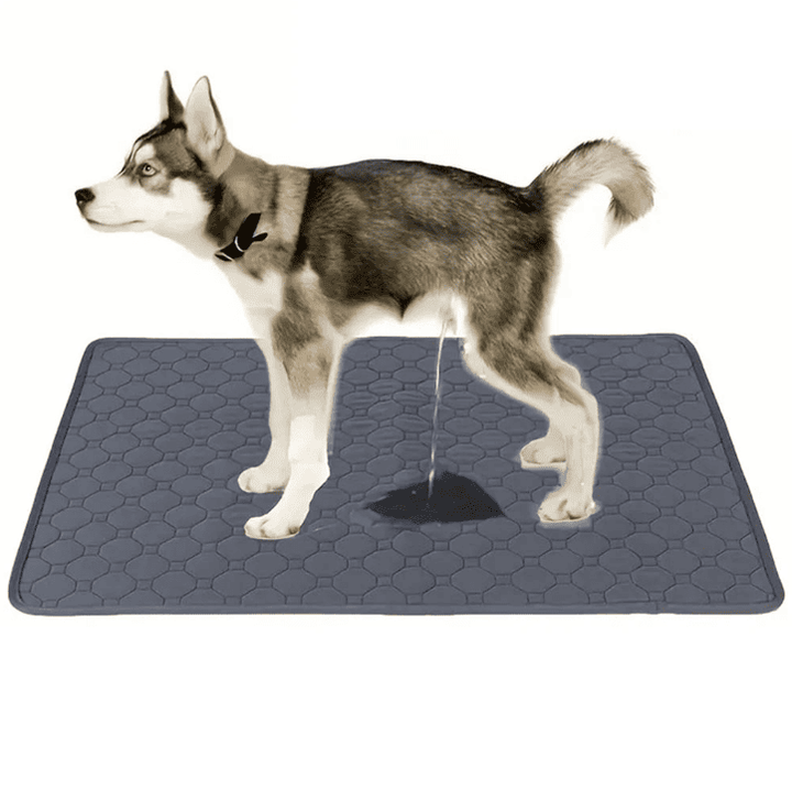 Tapis propreté pour chien